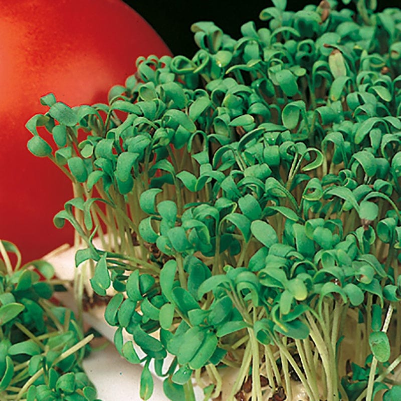 dt-brown VEGETABLE SEEDS Cress Fine Curled Seeds