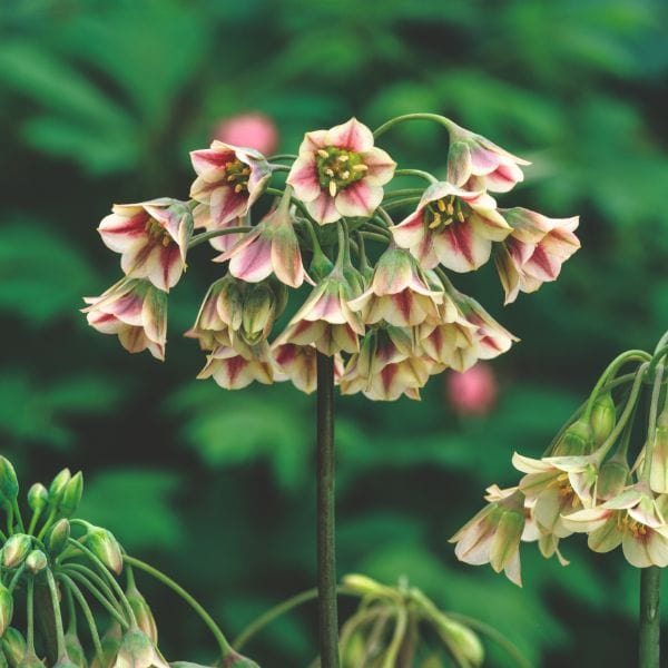 dt-brown FLOWER BULBS Allium Siculum Nectaroscordum Flower Bulbs