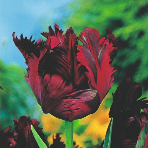 dt-brown FLOWER BULBS Tulip Black Parrot Flower Bulbs