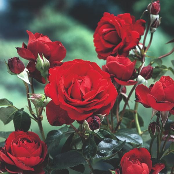 dt-brown Rose Crimson Cascade (Climbing) Bare Root Plants
