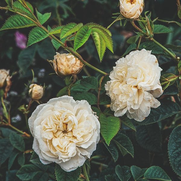dt-brown Rose Alba Maxima (Shrub) Bare Root Plants