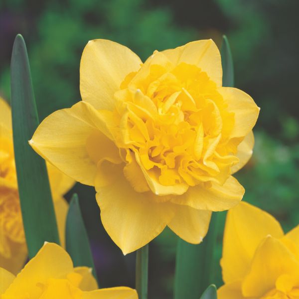 Close-up of a bright yellow daffodil flower with green leaves.