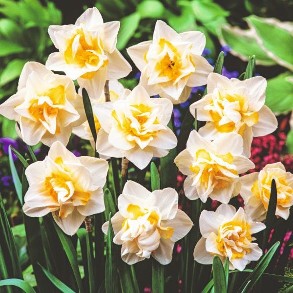 dt-brown FLOWER BULBS Narcissus White Lion Flower Bulbs