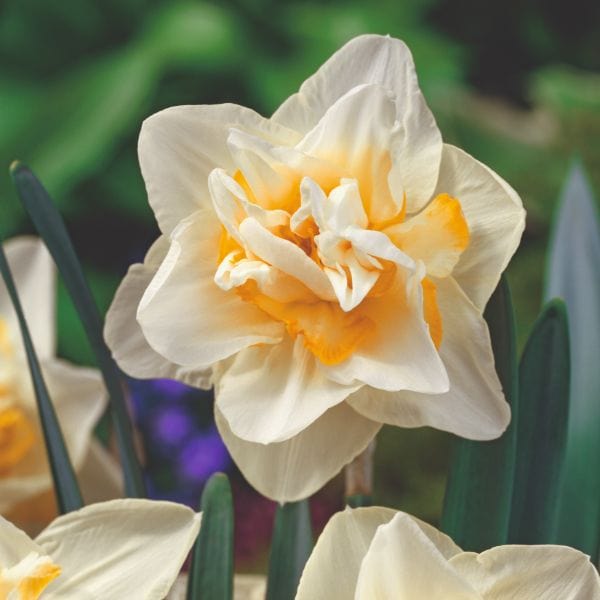 dt-brown FLOWER BULBS Narcissus White Lion Flower Bulbs