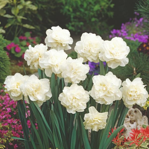 dt-brown FLOWER BULBS Narcissus Obdam Flower Bulbs