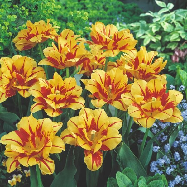 dt-brown FLOWER BULBS Tulip Monsella Flower Bulbs