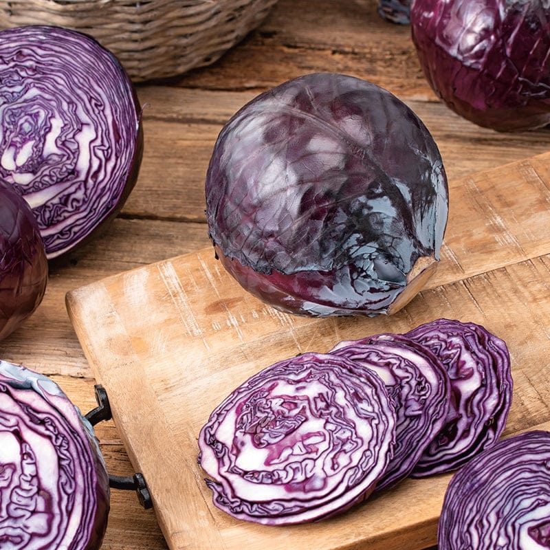dt-brown VEGETABLE SEEDS Cabbage (Red) Red Flare F1 Seeds