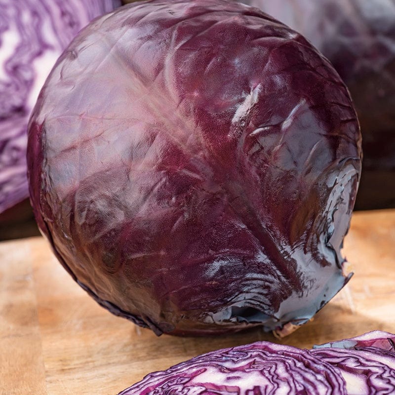 dt-brown VEGETABLE SEEDS Cabbage (Red) Red Flare F1 Seeds