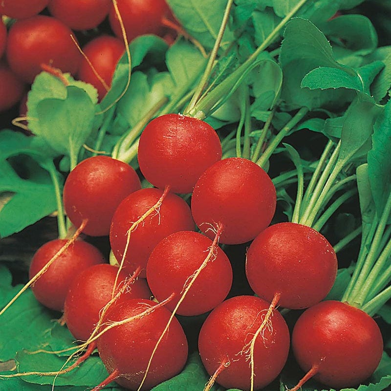 dt-brown VEGETABLE SEEDS Radish Scarlet Globe AGM Seeds