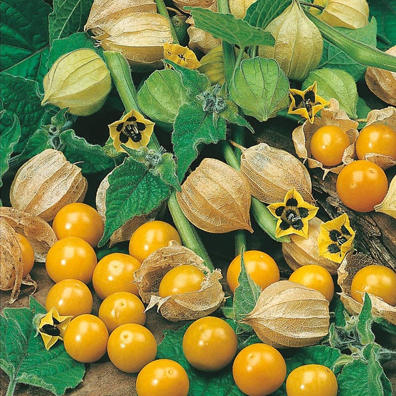 dt-brown VEGETABLE SEEDS Cape Gooseberry Golden Berry Seeds