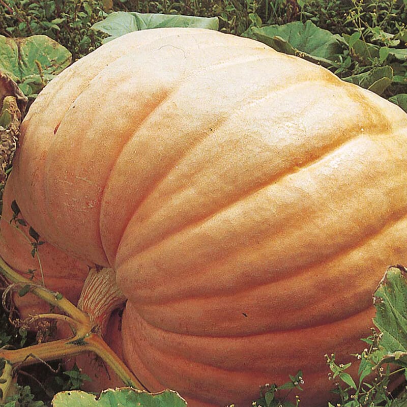 dt-brown VEGETABLE SEEDS Pumpkin Atlantic Giant Seeds