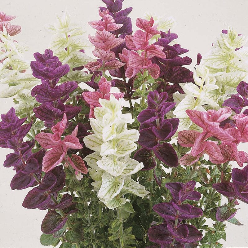 dt-brown FLOWER SEEDS Clary Tricolour Choice Mixed Flower Seeds