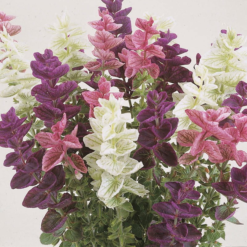Clary Tricolour Choice Mixed Seeds