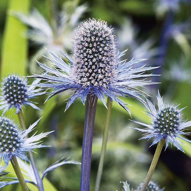 Eryngium Alpinum Superbum Seeds