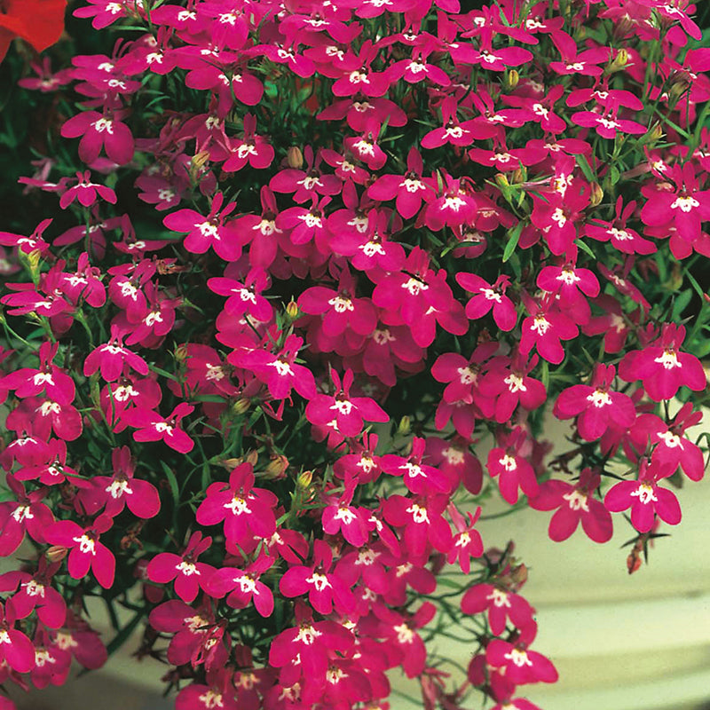 Lobelia Rosamund Seeds