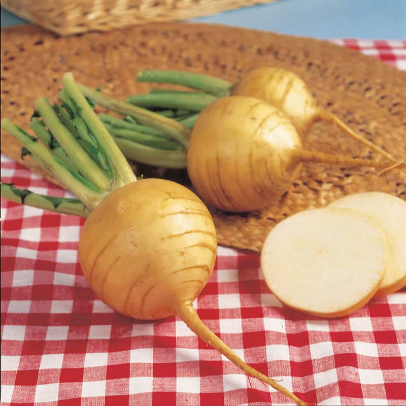 dt-brown VEGETABLE PLANTS 10 Plants (LATE) Turnip Golden Ball Vegetable Plants