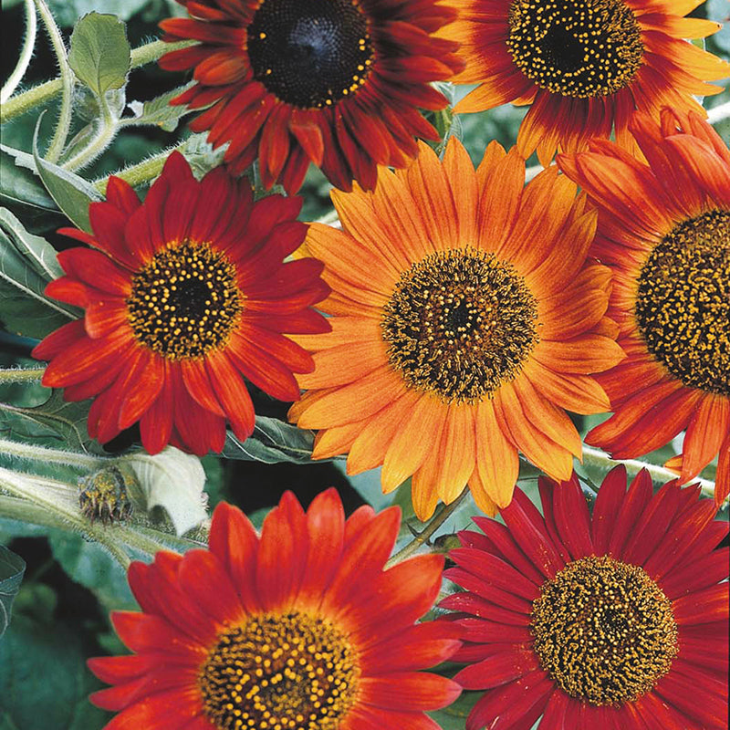 Sunflower Earthwalker Seeds