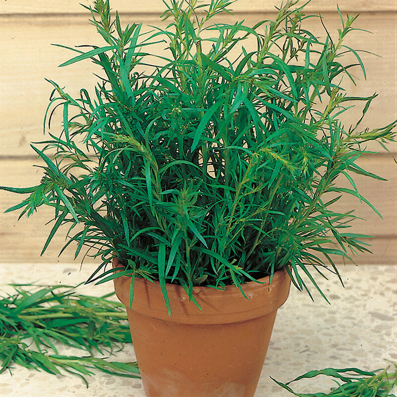 Russian Tarragon Seeds