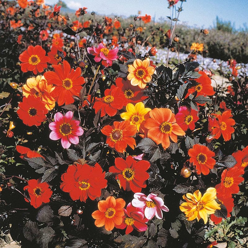 dt-brown FLOWER SEEDS Dahlia Bishops Children Flower Seeds