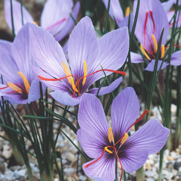 Close-up of purple crocus flowers with red stamens on a blurred natural background