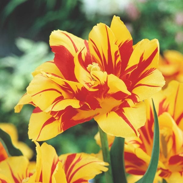 dt-brown FLOWER BULBS Tulip Monsella Flower Bulbs