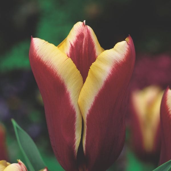 dt-brown FLOWER BULBS Tulip Gavota Flower Bulbs