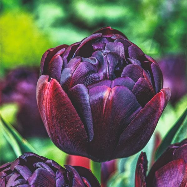 dt-brown FLOWER BULBS Tulip Black Hero Flower Bulbs