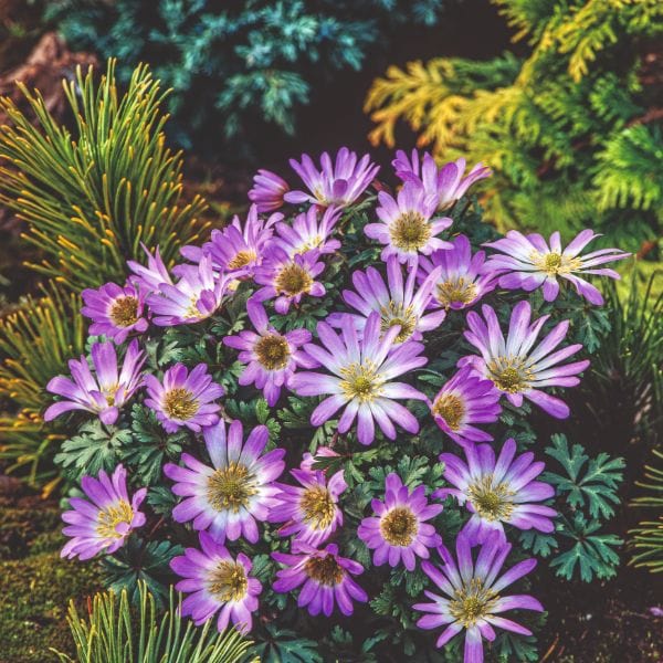 dt-brown FLOWER BULBS Anemone Blanda Collection Flower Bulbs