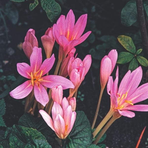 dt-brown FLOWER BULBS Colchicum Autumnale Flower Bulbs