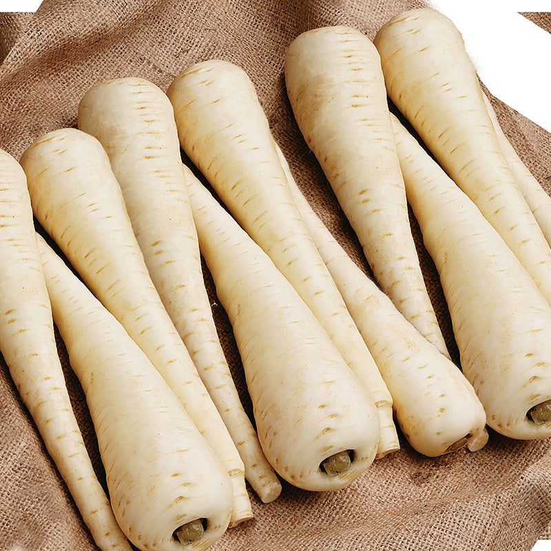 Parsnip Javelin F1 Seeds