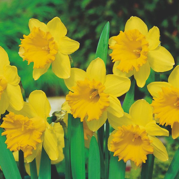 Group of yellow daffodils with green leaves on a blurred green background