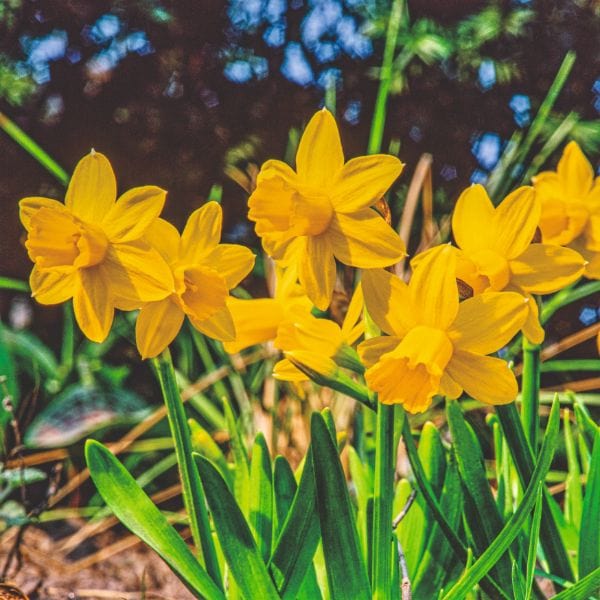 dt-brown FLOWER BULBS Narcissus Pseudonarcissus Flower Bulbs