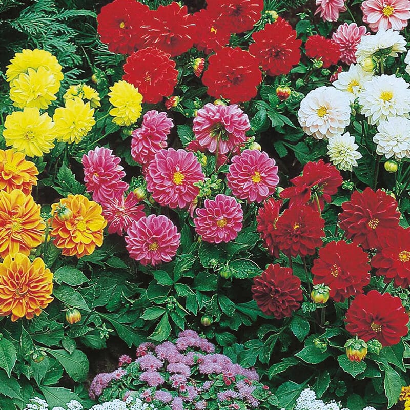 dt-brown FLOWER SEEDS Dahlia Figaro Improved Mixed Flower Seeds