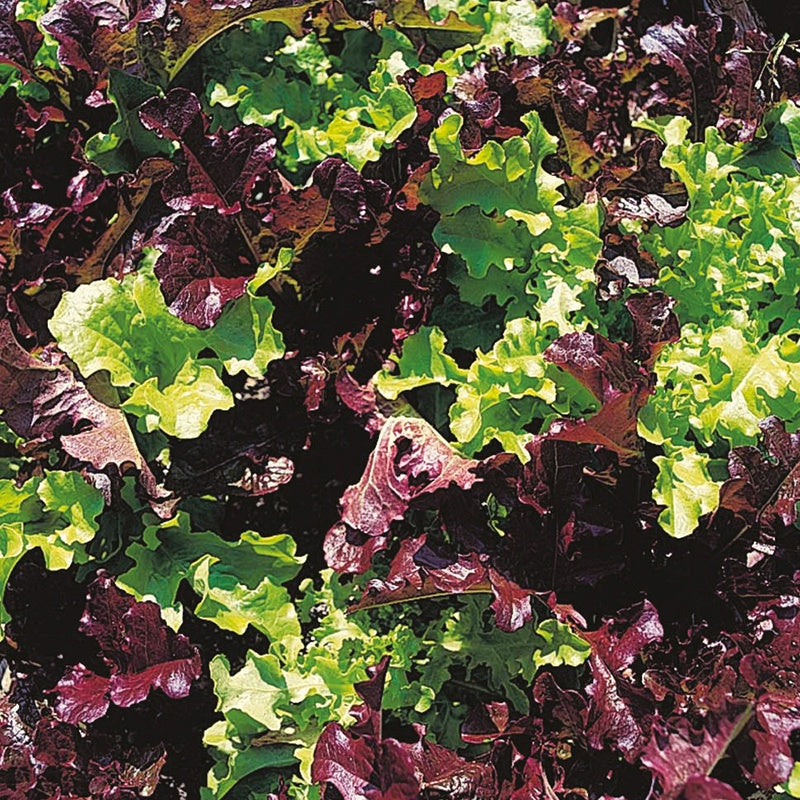 Organic Lettuce Salad Bowl Mixed Seeds