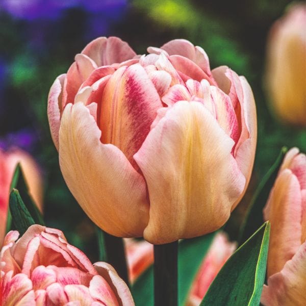dt-brown FLOWER BULBS Tulip Foxtrot Flower Bulbs