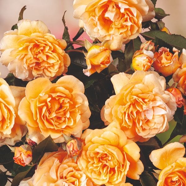 dt-brown Rose Buff Beauty (Shrub) Bare Root Plants