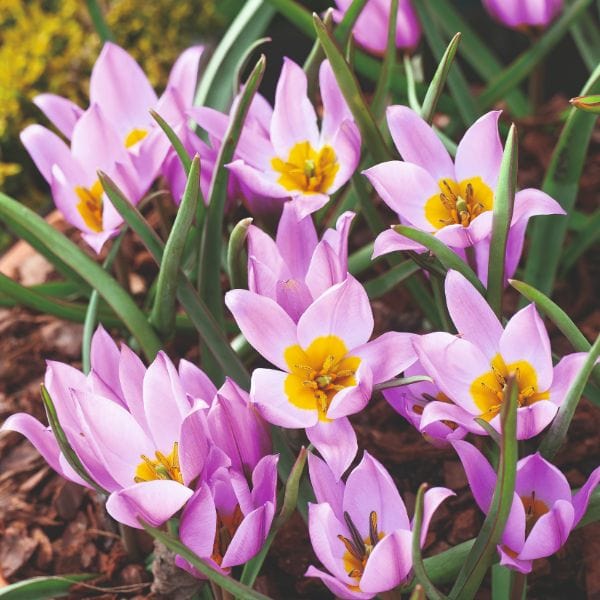 dt-brown FLOWER BULBS Tulip Pulchella Humilis Flower Bulbs