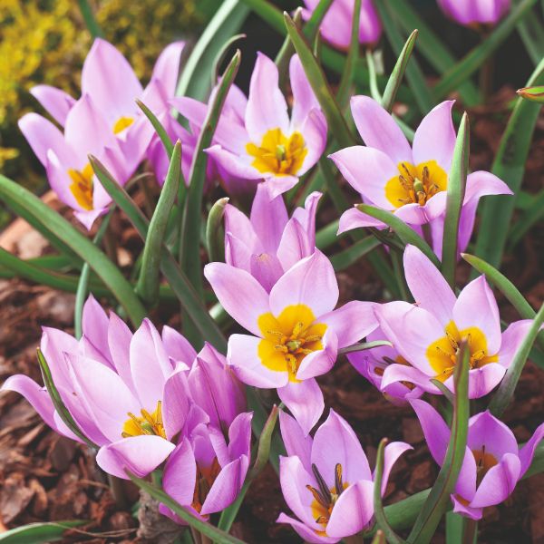 Tulip Pulchella Humilis Flower Bulbs