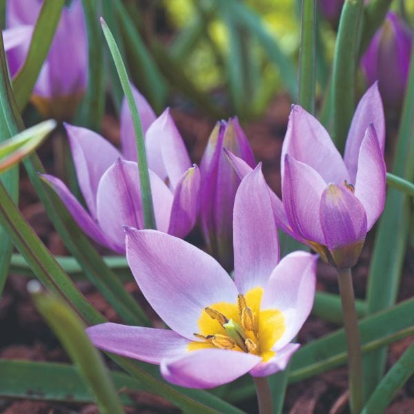 dt-brown FLOWER BULBS Tulip Pulchella Humilis Flower Bulbs