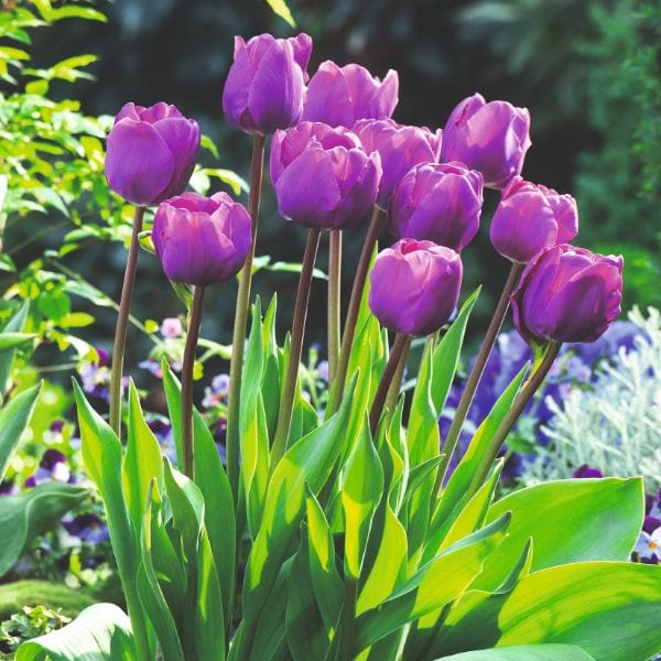 dt-brown FLOWER BULBS Tulip Negrita Flower Bulbs