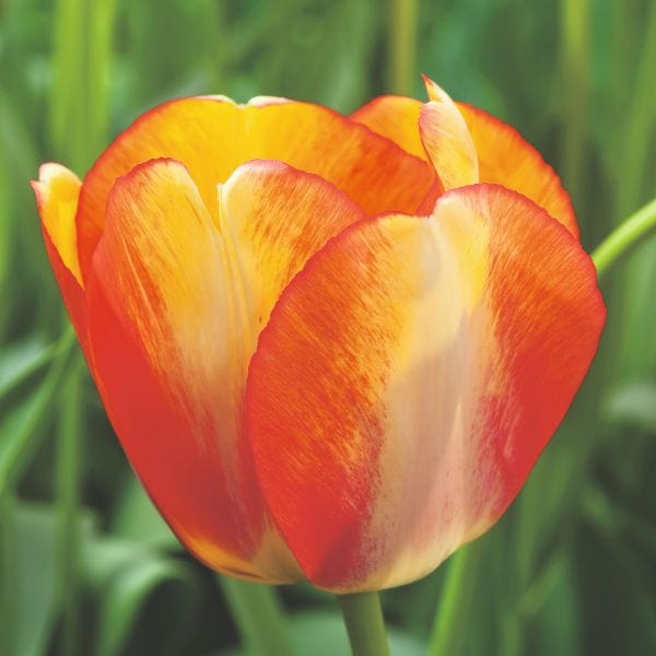 dt-brown FLOWER BULBS Tulip Beauty Of Spring Flower Bulbs
