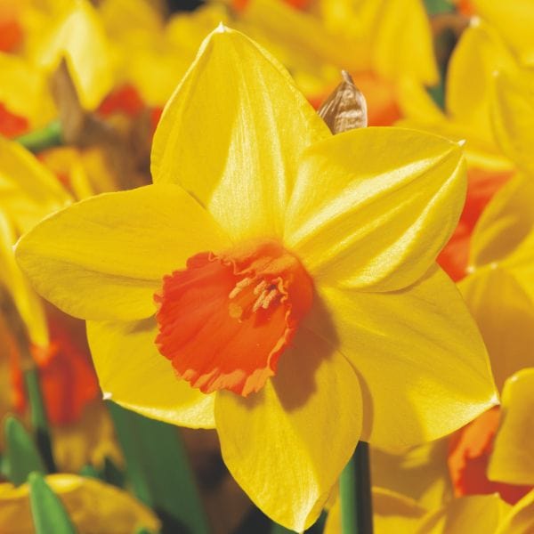 dt-brown FLOWER BULBS Narcissus Brackenhurst Flower Bulbs