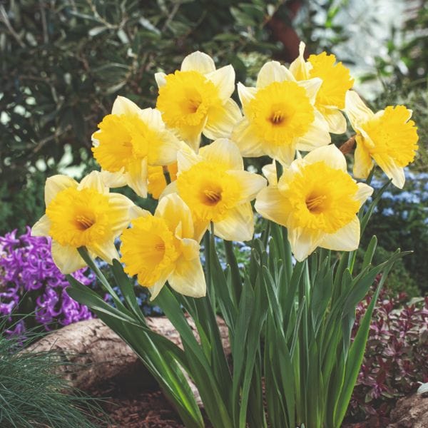 dt-brown FLOWER BULBS Narcissus Las Vegas Flower Bulbs