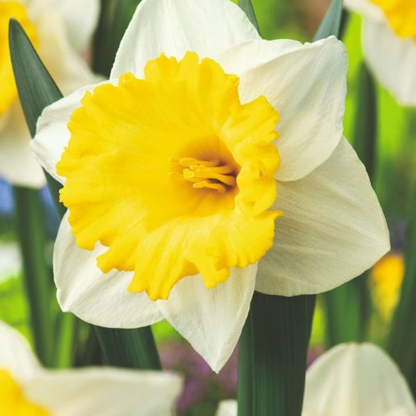 dt-brown FLOWER BULBS Narcissus Las Vegas Flower Bulbs