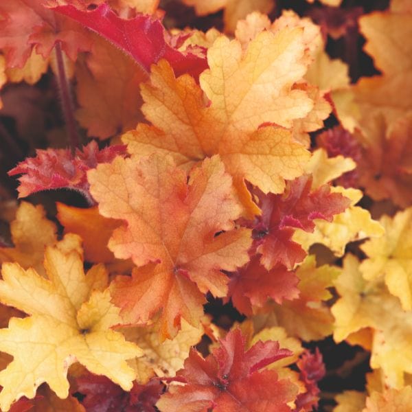 dt-brown FLOWER PLANTS Heuchera Marmalade Flower Plant