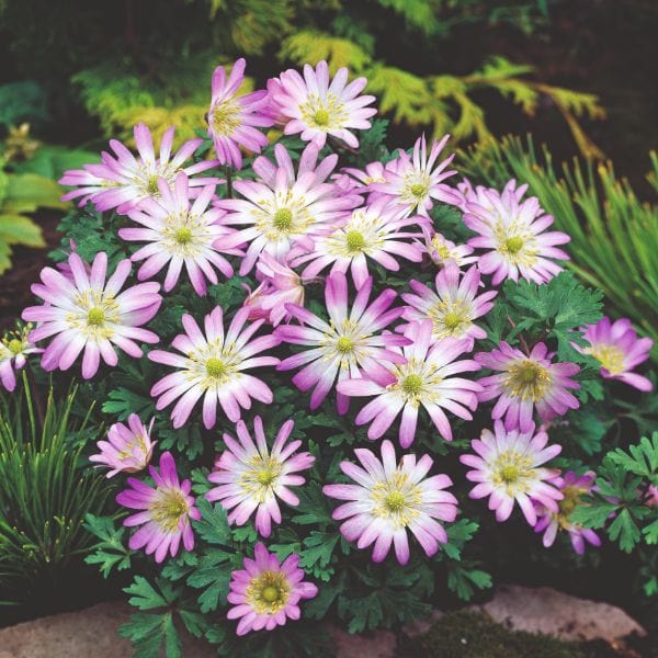 dt-brown FLOWER BULBS Anemone Blanda Pink Star Flower Bulbs