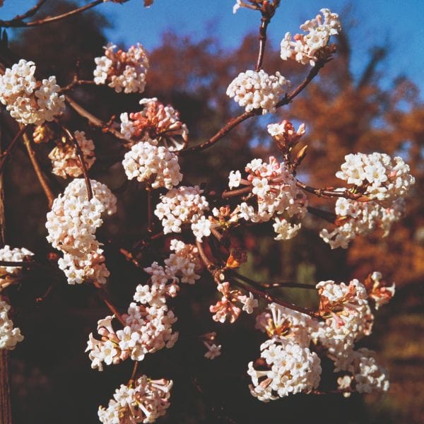 dt-brown FLOWER PLANTS Viburnum Farreri Fragrans Flower Plant