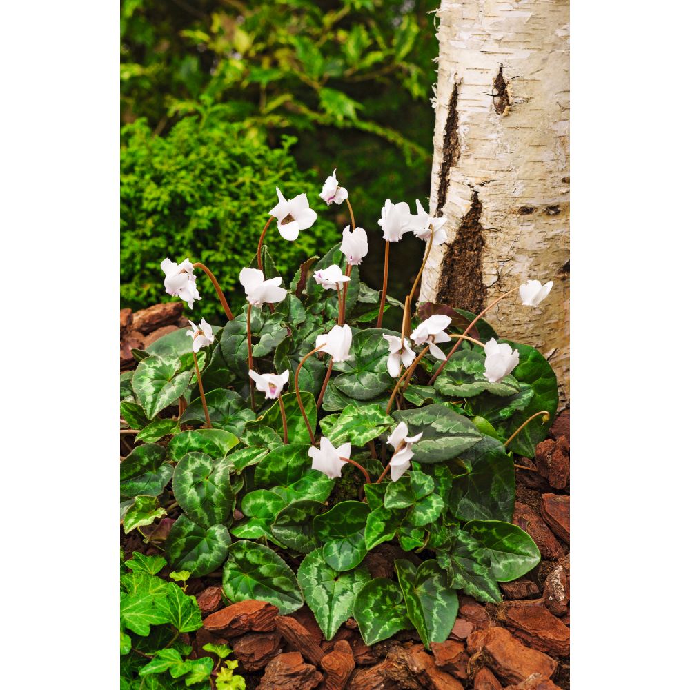 Cyclamen Hederifolium White Potted Plant