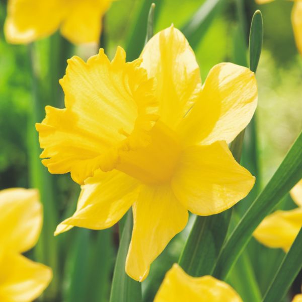 Close-up of a yellow daffodil flower with green leaves in the background