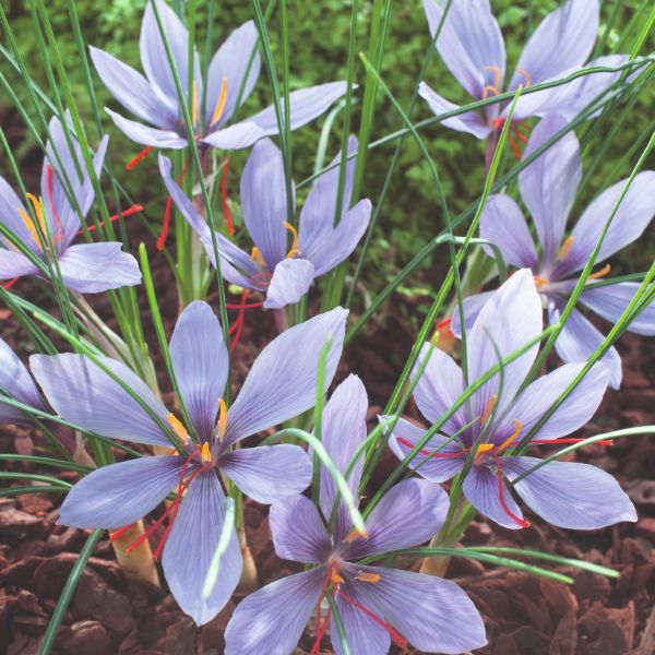 Purple flowers with green leaves on a natural background